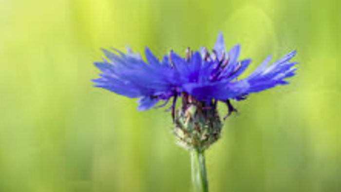 Eine leuchtend blaue Kornblume, die vor einem sanften grünen Gras-Hintergrund blüht.