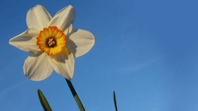 En ensom narcis, der blomstrer mod et klarblå himmel.