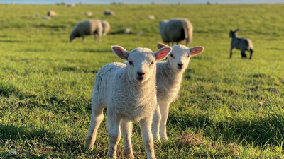 To lamb stander i en grøn eng med andre får og en hund i baggrunden