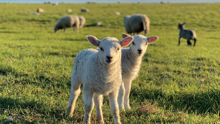 To lamb stander i en grøn eng med andre får og en hund i baggrunden
