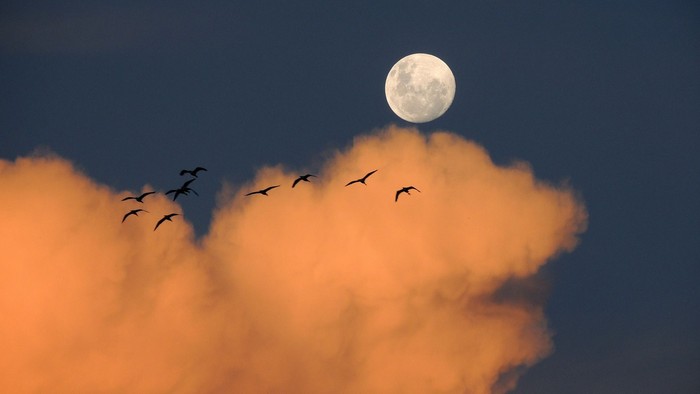 En flok fugle flyver under en fuldmåne mellem glødende orange skyer i skumringen.