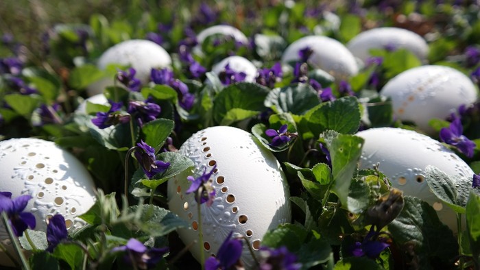 Hvide æg med mønstre på grønne planter med lilla blomster