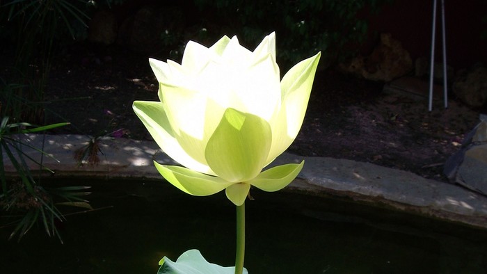 Eine leuchtend weiße Lotusblume erblüht elegant über grünen Blättern in einem ruhigen Teich.