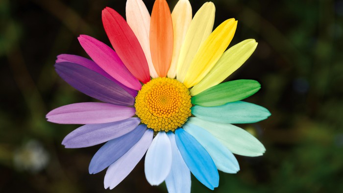 Bunte Blume mit gelber Mitte und Regenbogenfarbenen Blütenblättern.