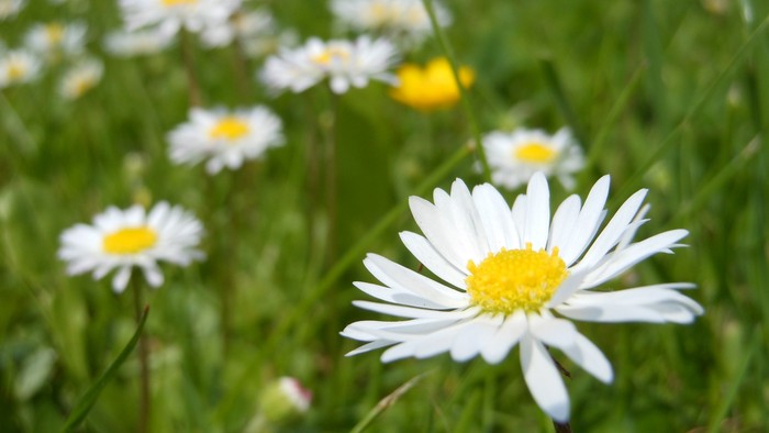 En eng med mange hvidt og gule marguerter.