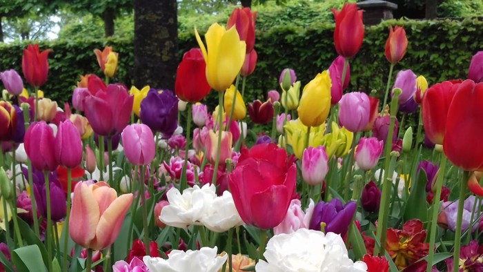 Bunter Blumenbeet mit Tulpen und Narzissen