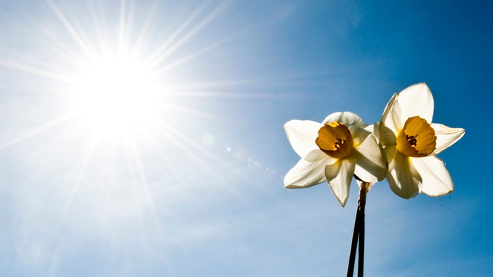 En blomst med hvide og gule farver op mod en klar blå himmel med solskin.