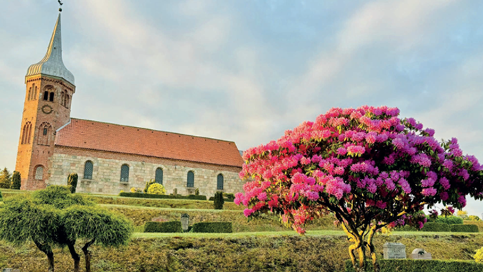 En kirke med tårn og en stor blomstrende træ i forgrunden
