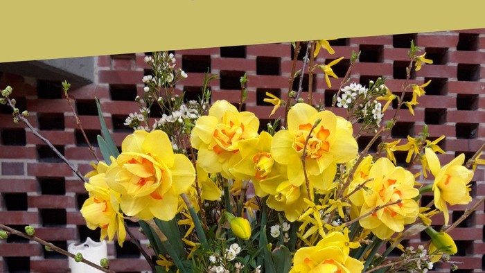 Ein Bild von unserem Veranstaltungsleporello für März und April, mit Osterglocken vor der Kirchenwand in der Sühne-Christi-Kirche