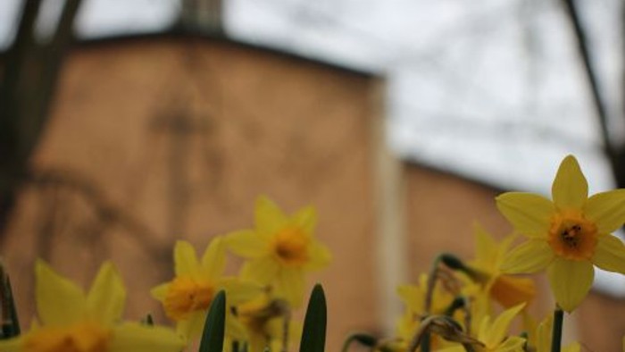 Osterglocken vor der Gustav-Adolf-Kirche, die verschwommen im Hintergrund zu sehen ist. 