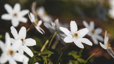 En del hvide anemoner med gule midter i et grønt og naturligt miljø
