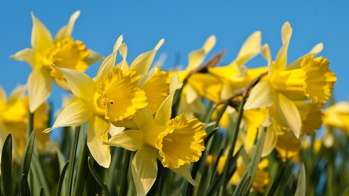 Guldaffalter blomstrer i solskinnet