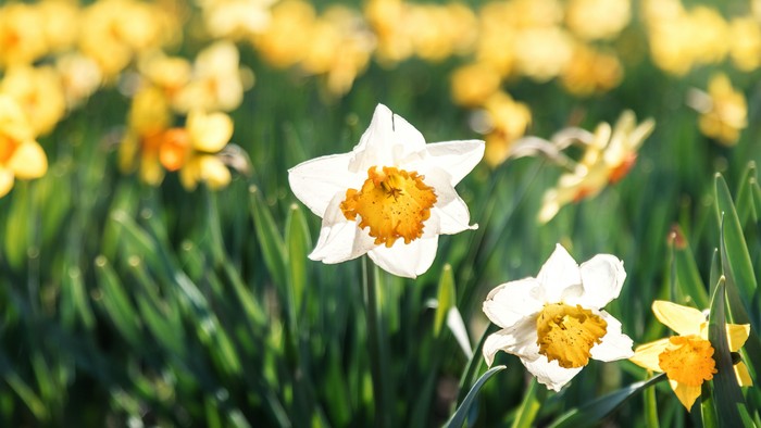 En mark med hvide og gule narcisser i blomst.
