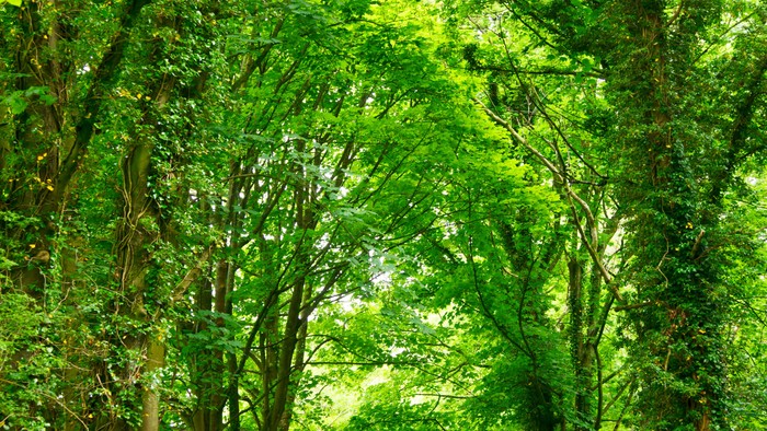 En smuk og grøn allé med høje træer og blomster.