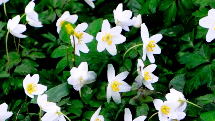 En grøn busk med mange hvide blomster med gule midter.