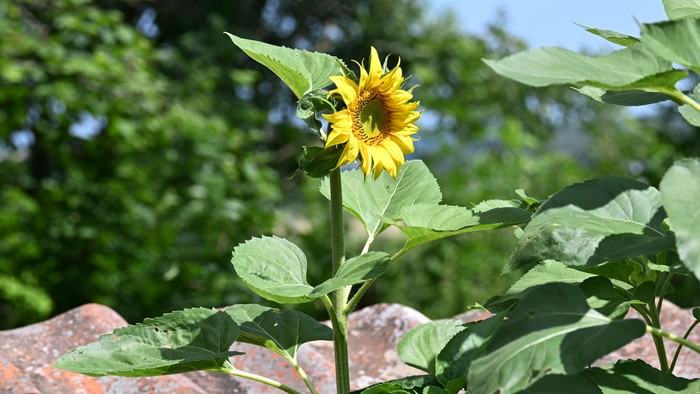 Lysende solsikke, der blomstrer midt i frodigt grønt løv og med en rustik murstensvæg som baggrund.