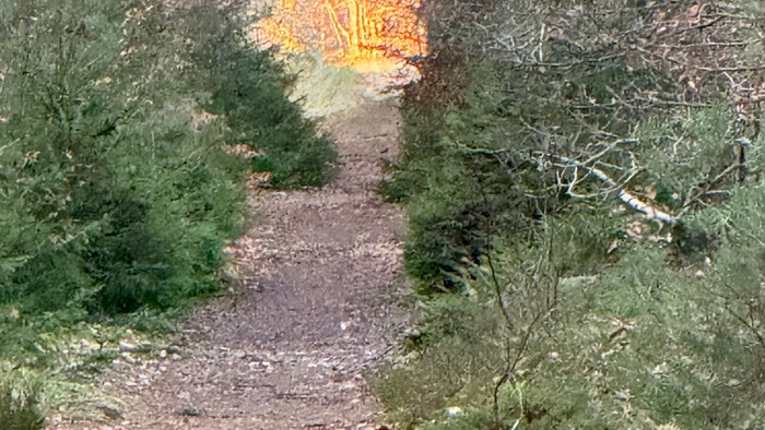 skovsti med lys forude