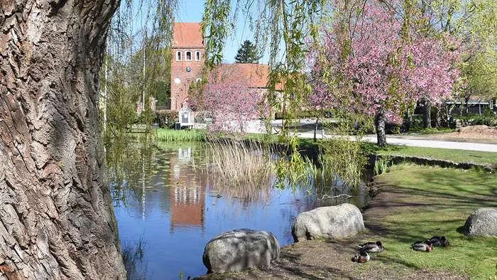 Esbønderup Kirke med blomstrende japansk kirsebærtræ