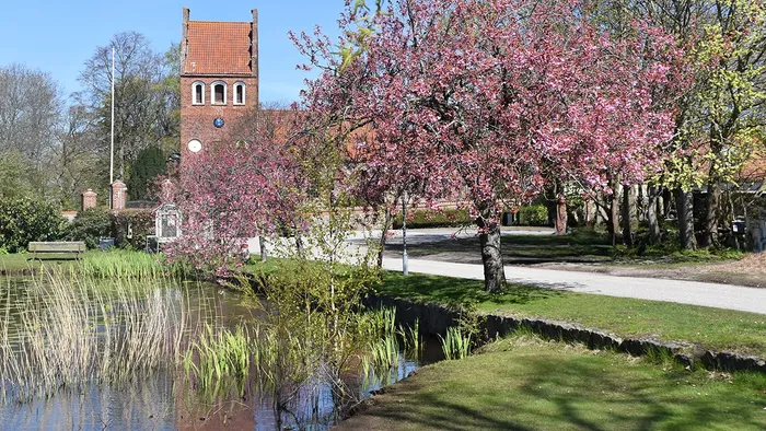 Blomstrende japanske kirsebærtræer ved dammen