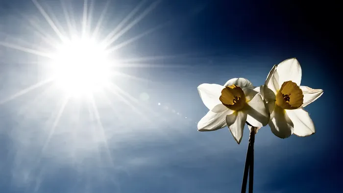 2 pinselilje i skarp sol med stråler