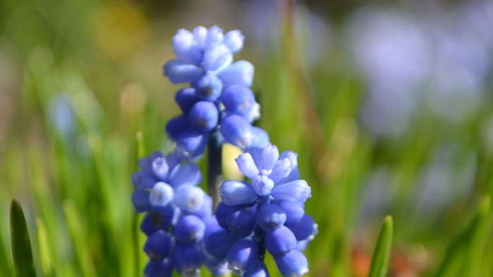 En livlig klynge af klart blå perlehyacintblomster, der blomstrer midt i frodigt grønt græs.