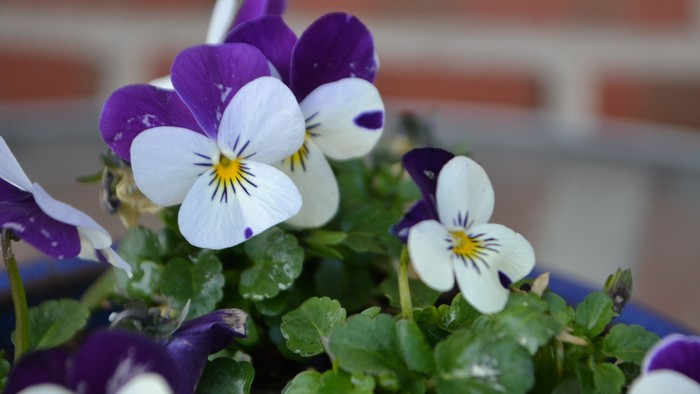 Farverige stedmoderblomster med lilla og hvide kronblade og gule midterpartier i en frodig grøn krukke.