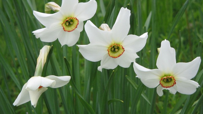 Tre hvide narciskeblomster med gule midter med græs i baggrunden