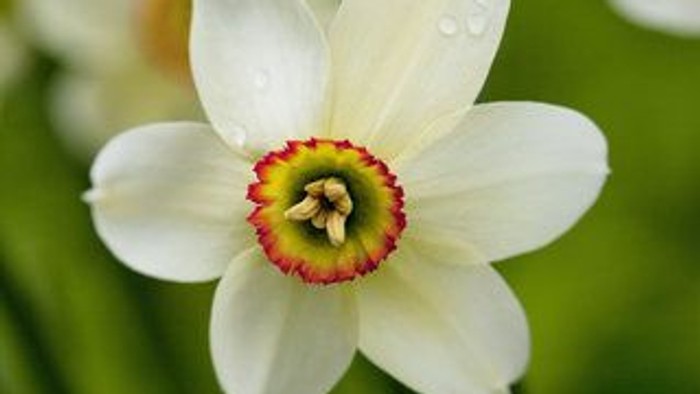 En hvid narcis, der blomstrer i grønne blade