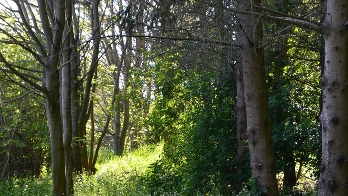 Skoven er grøn og tæt bevokset med høje træer.
