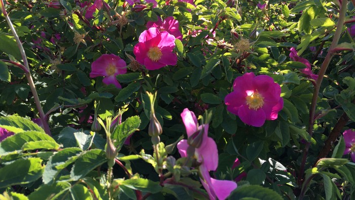 Røde roser med grønne blade i sollys