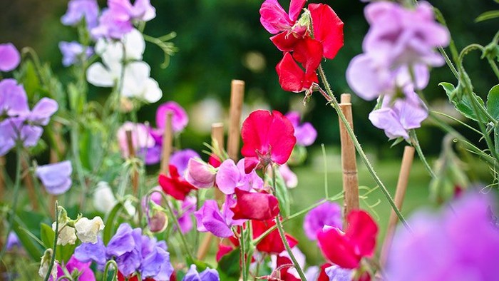 En blomsterbevoksning med røde, rosa og lilla blomster.
