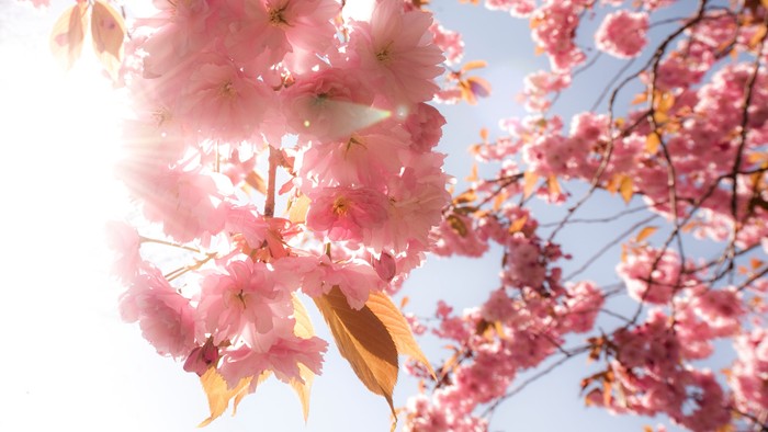 Livlige lyserøde kirsebærblomster blomstrer smukt mod en klar himmel.