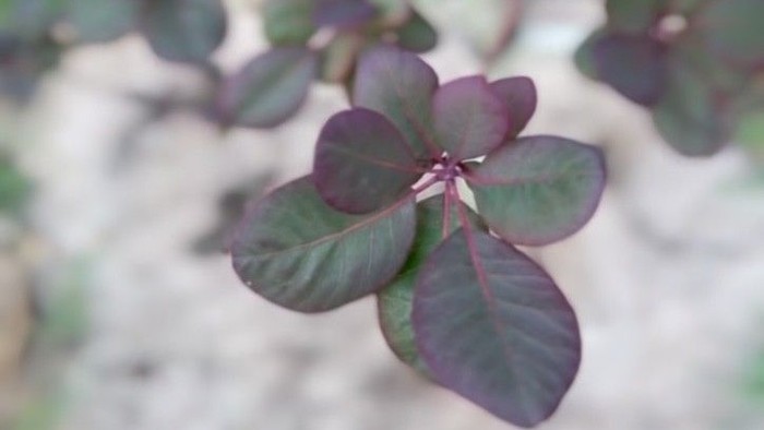 Lysende lillabladet plante med blankt løv, der vokser udendørs i naturligt lys.