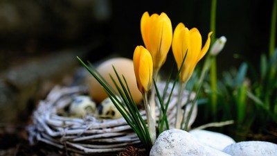 Gelbe Krokusse wachsen neben einem kleinen Vogelhaus aus Zweigen.