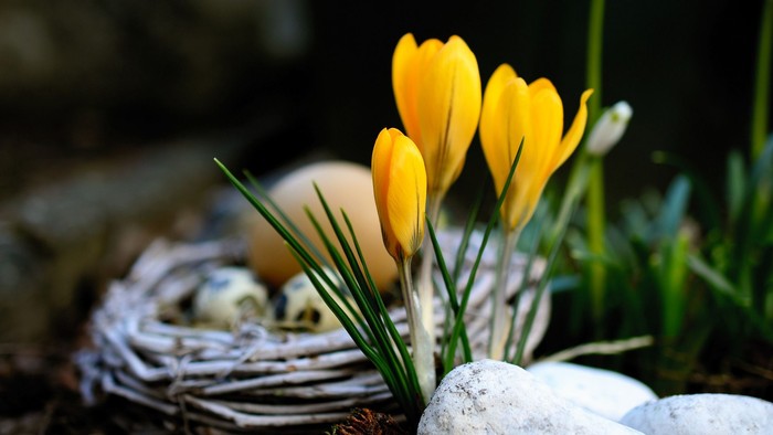 Gelbe Krokusse wachsen neben einem kleinen Vogelhaus aus Zweigen.