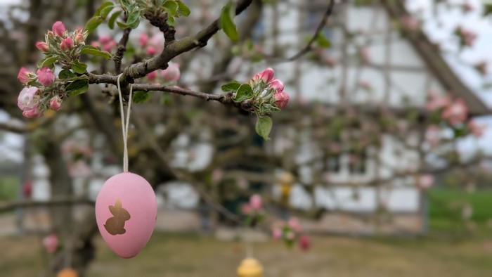 Ein Zweig mit rosa Blüten, an dem ein rosa Osterei mit goldenem Hasen dranhängt