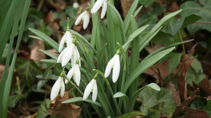 En gruppe snødropper med grønne blade i en have