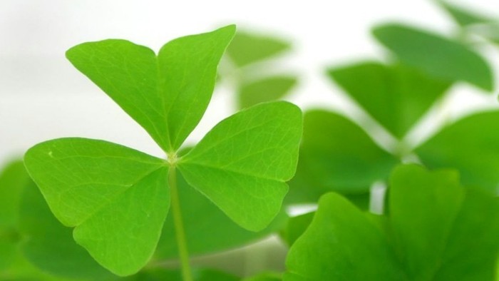 St. Patrick's Day Veranstaltung in der Kathedrale mit Wort, Gesang und Musik