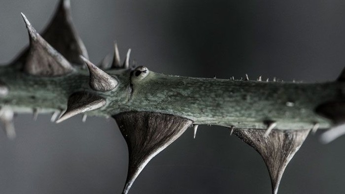 Et stykke af en afgrænset plante med spisse tagger.