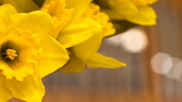 En blomsterstang med gule narciser.