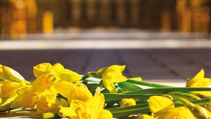 En bundt gule tulipaner på bænk.