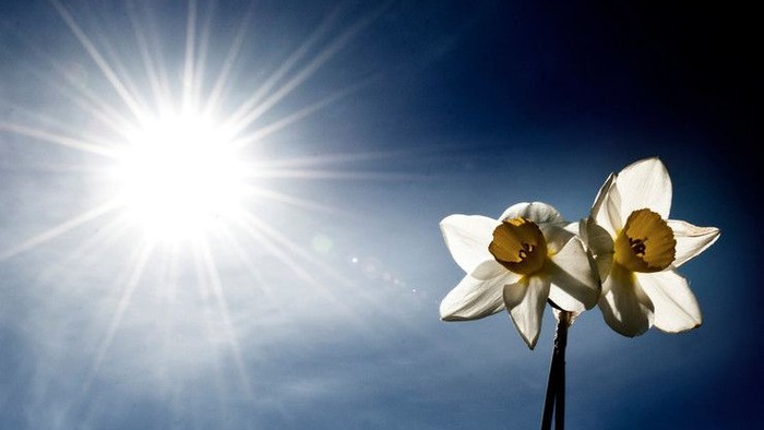 En solsort sol skinner bagved to white daffodiller mod et blåt himmel.