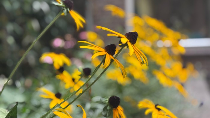 Leuchtend gelbe Blumen mit dunkler Mitte vor unscharfem Hintergrund