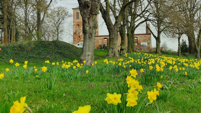 Eine Frühlingswiese mit vielen Osterglocken, darauf noch kahle Bäume, im Hintergrund die Kirchenruine Lichtenberg.