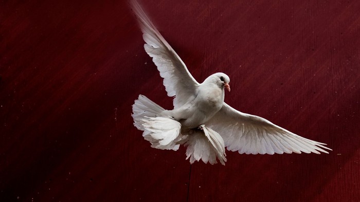 En hvid due svæver elegant med udspredte vinger mod en mørk, tekstureret baggrund.