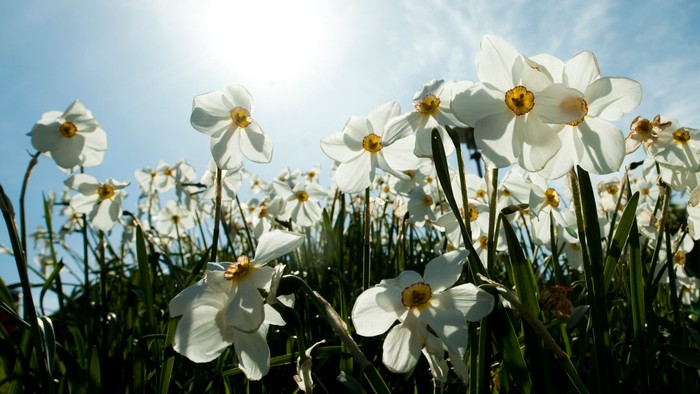 Lyse hvide påskeliljer blomstrer under en klar, solrig himmel med livlige grønne blade.