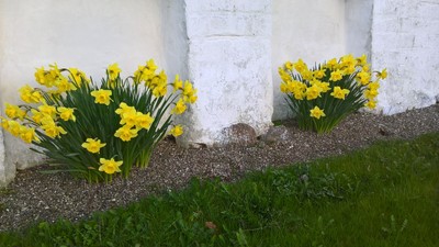 Påskeliljer langs kirkemuren på Nørre Jernløse Kirkegård