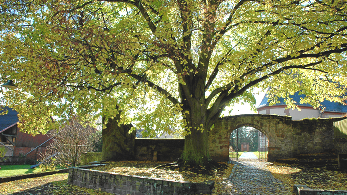 Großer Baum mit ausladenden Ästen und herabgefallenem Laub im Gartenbereich in der Nähe eines Steingebäudes.