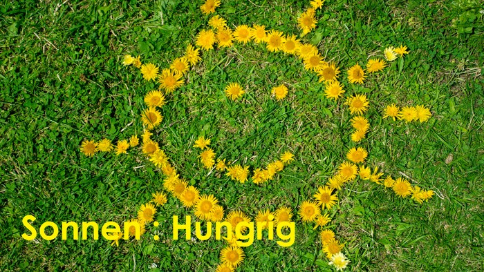 Sonnenförmiges Löwenzahnmuster auf Gras mit „Sonnen : Hungrig“ darunter geschrieben.