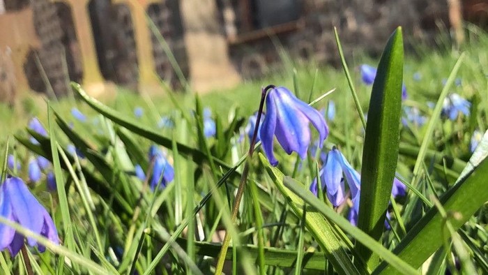 Blauende Blumen wachsen im Gras vor einem Steinhaus.